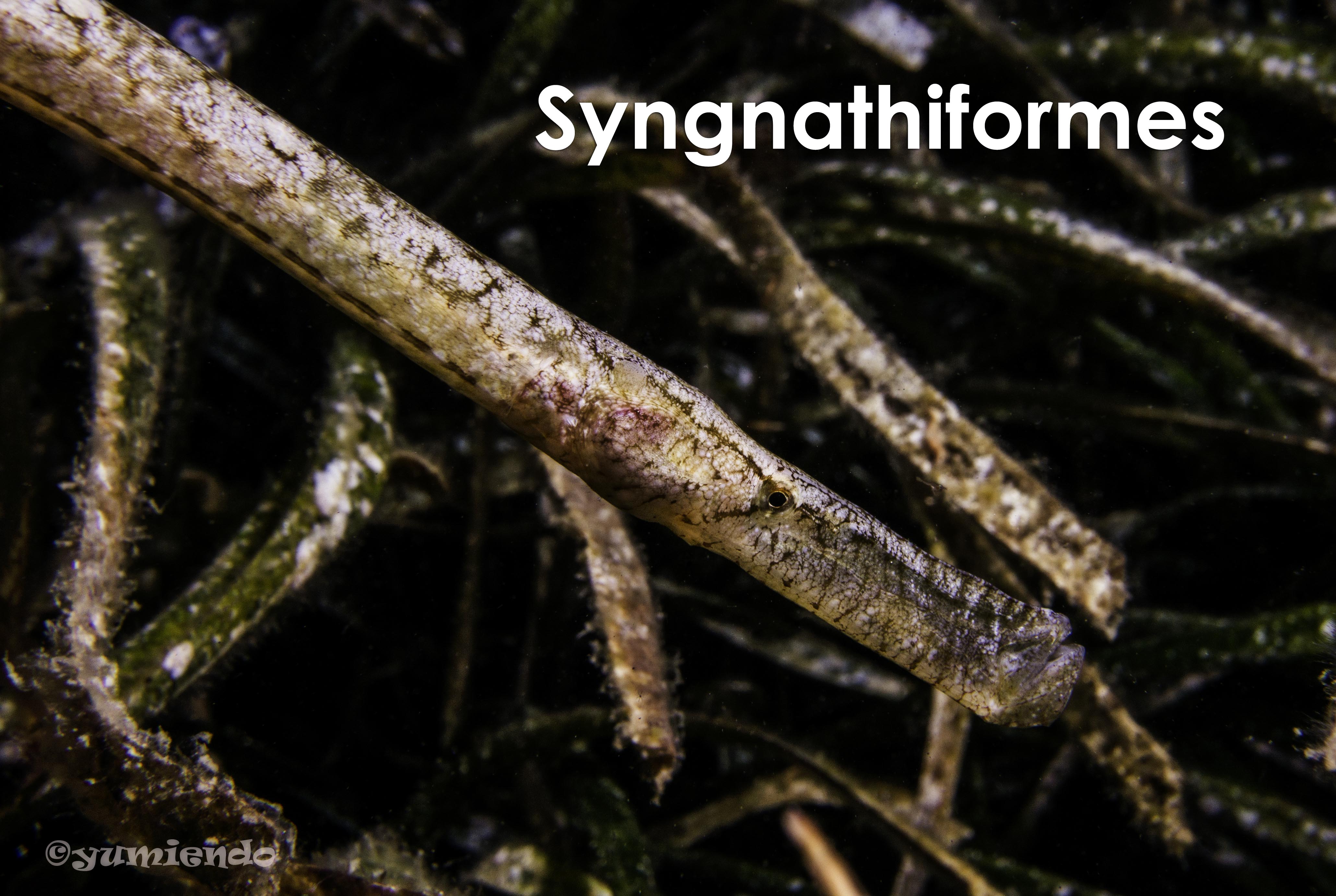Syngnathiformes