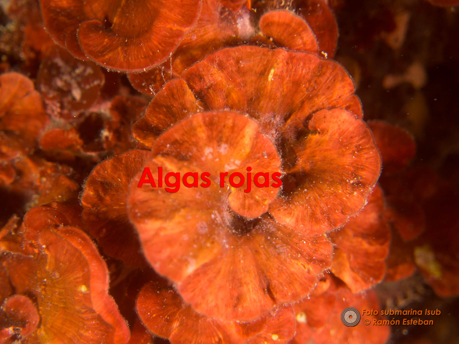 Algas rojas