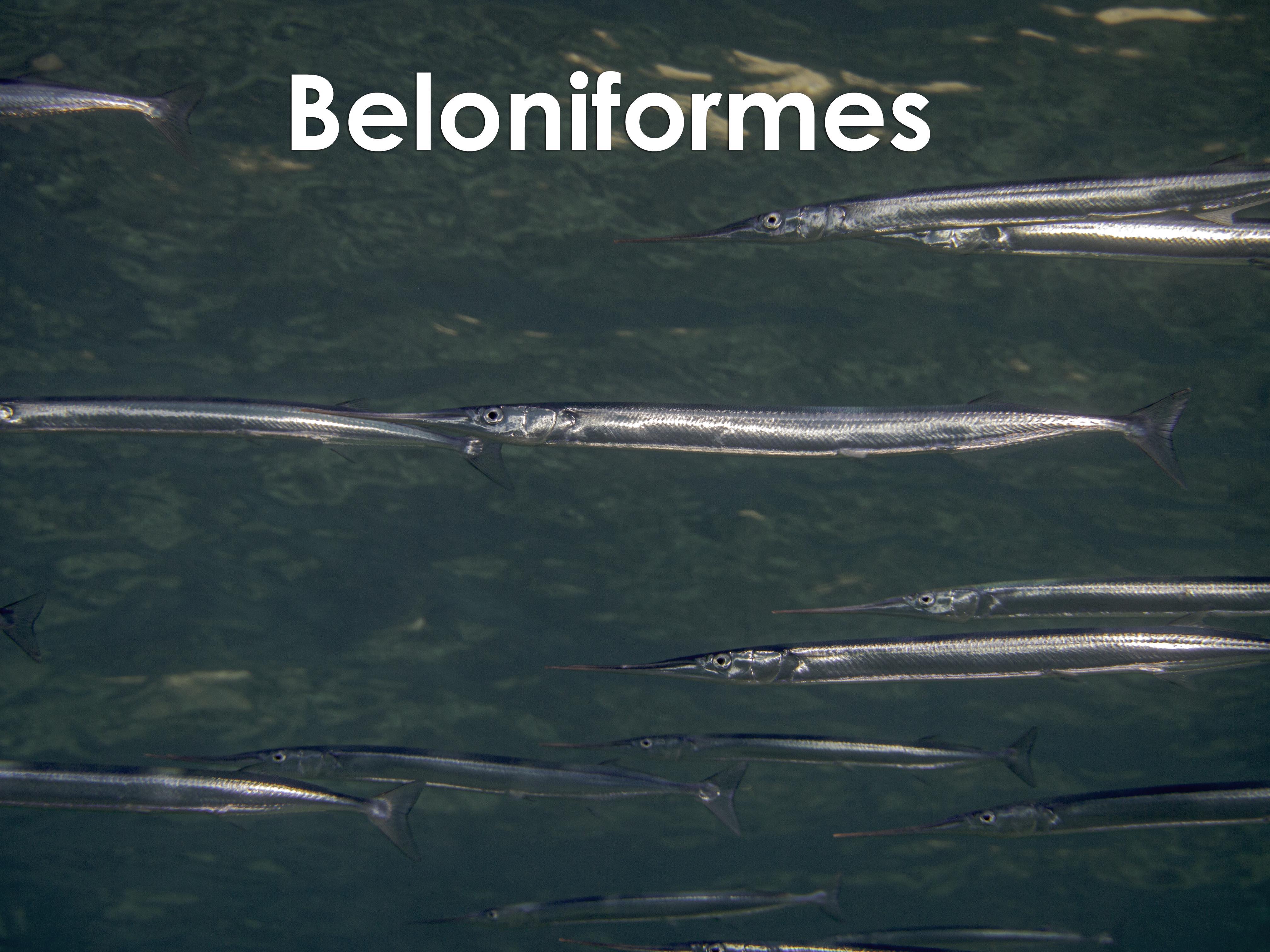 beloniformes