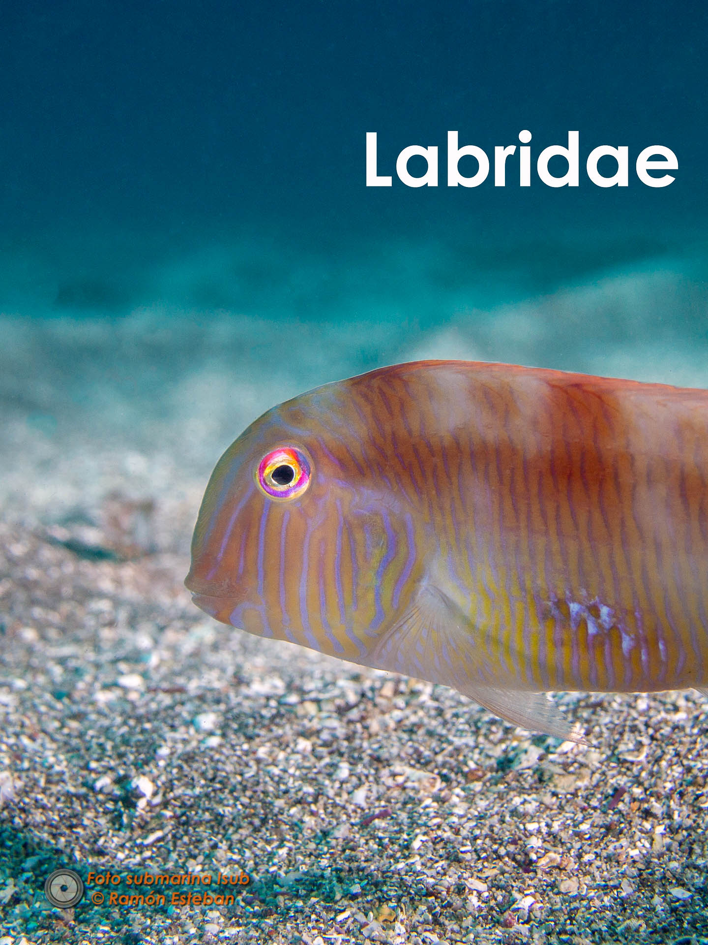 labridae